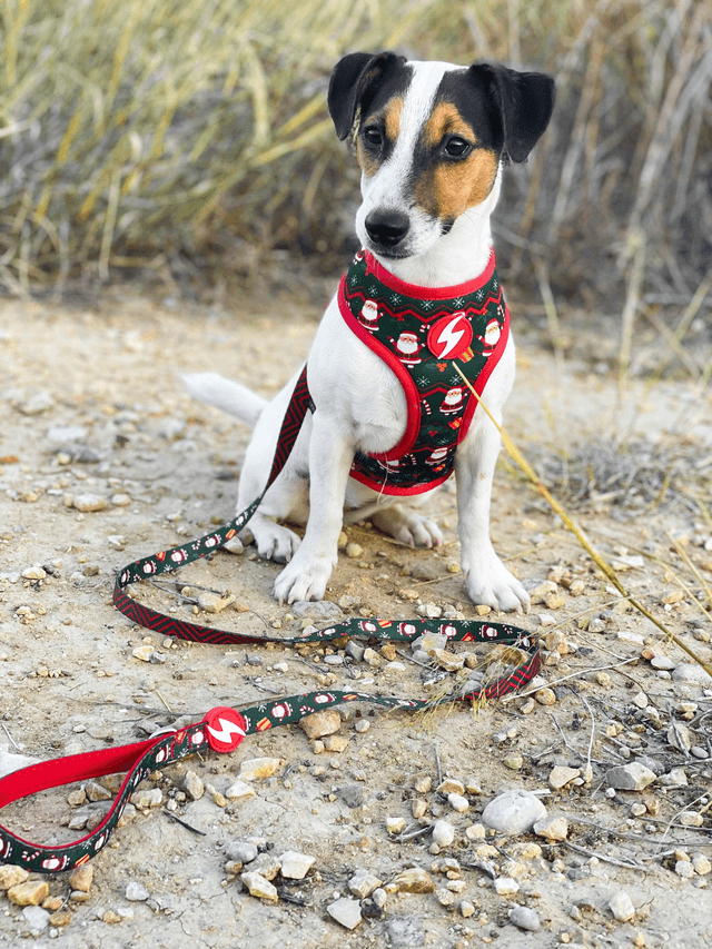 Noel Leash 