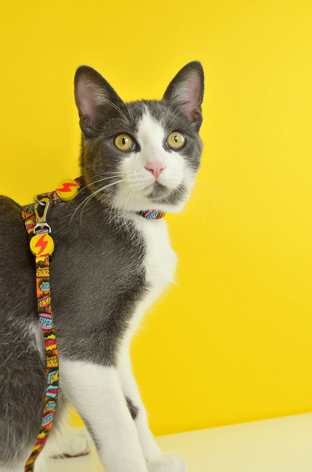 Boom Cat Harness + Leash