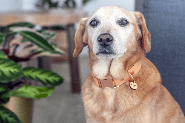Sahara Collar