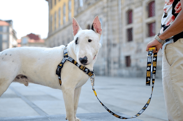 LCDP Golden front harness