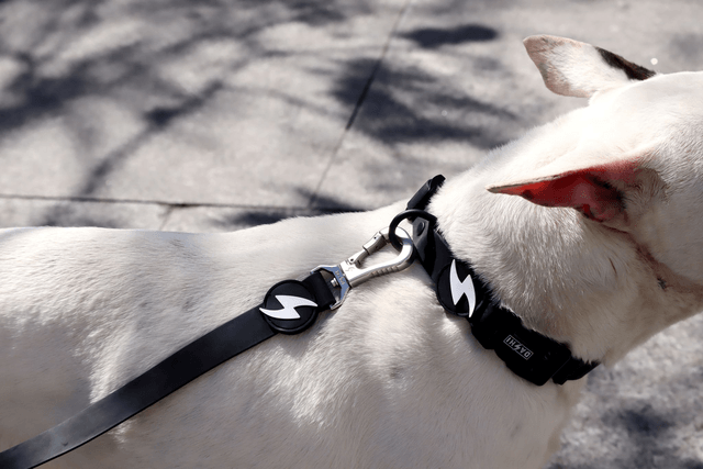 ColorFlex Black collar