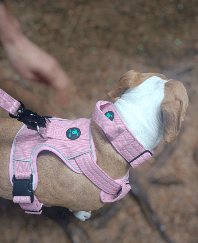 Tweed Harness - Pink