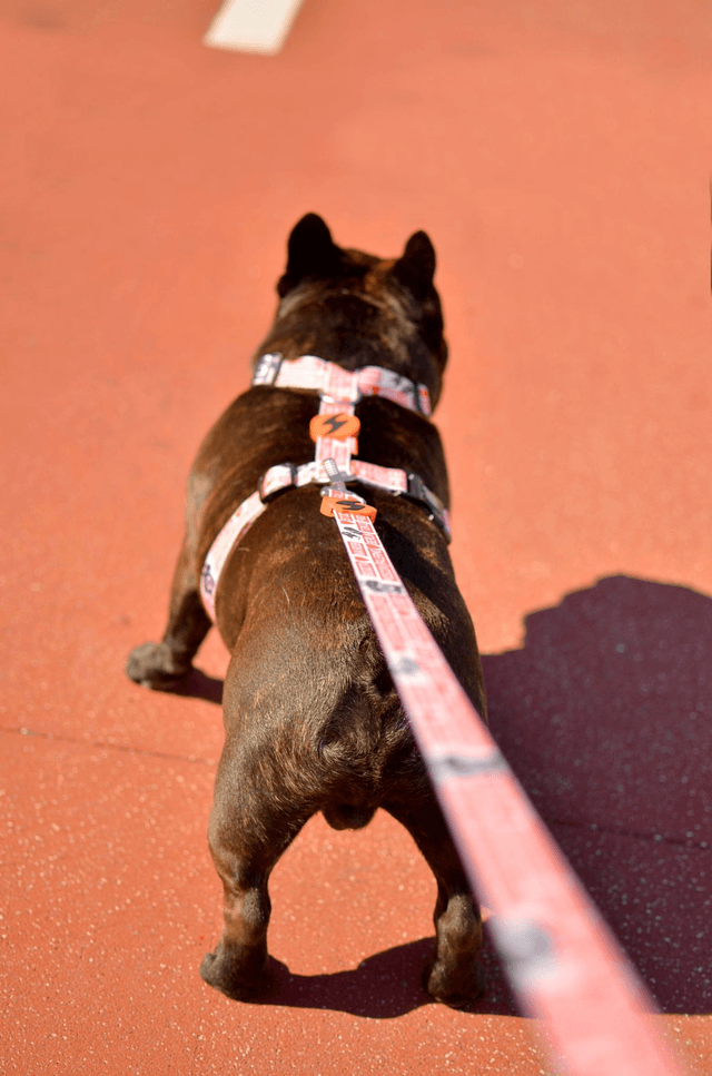 LCDP Jarana Leash