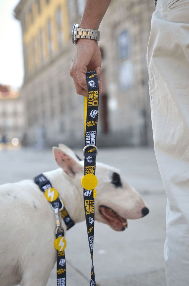 LCDP Golden collar