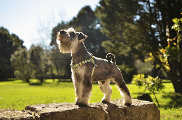 Avocado Front harness