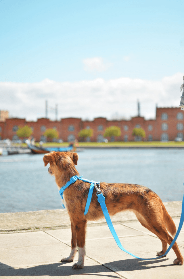 Colorflex Blue Leash