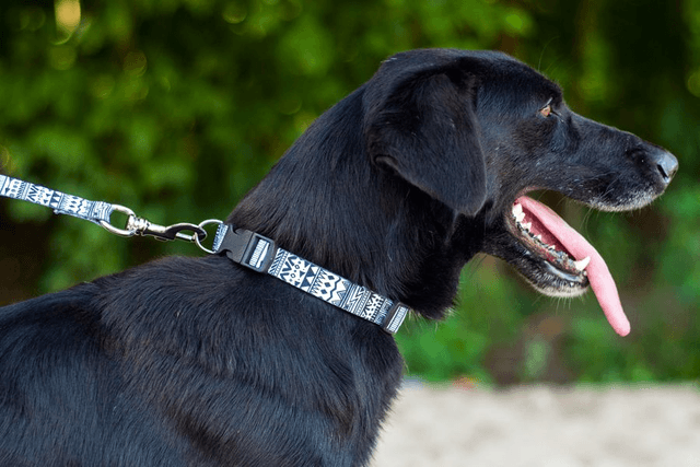 Safari collar