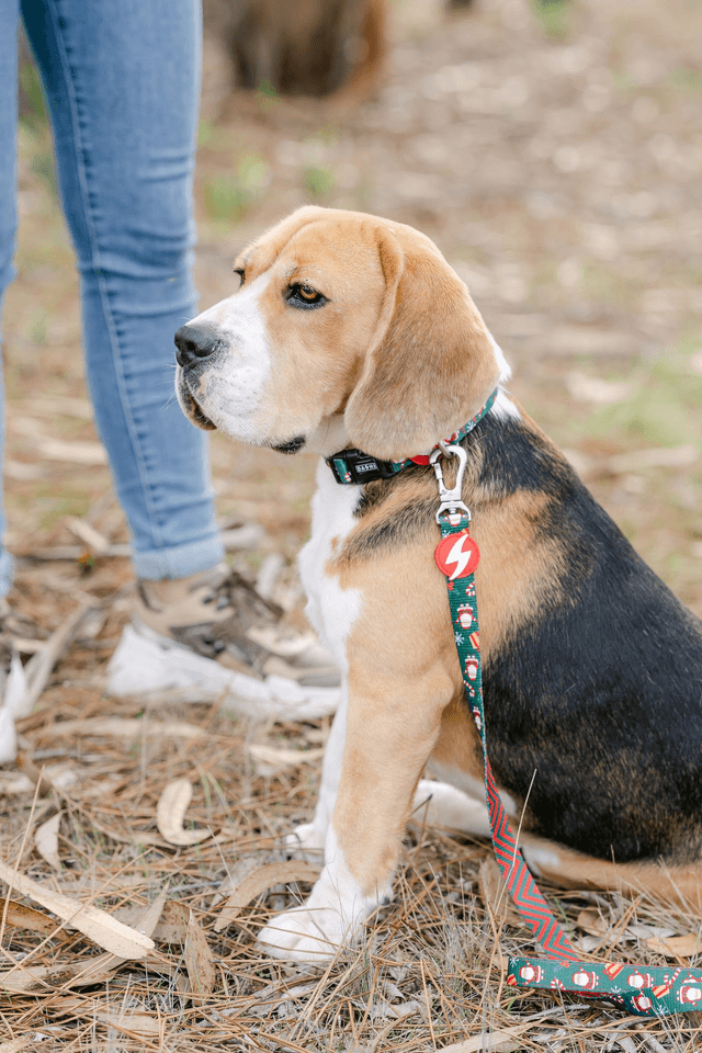 Noel Leash 