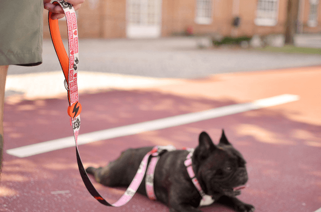 LCDP Jarana Leash