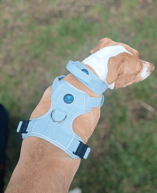 Tweed Harness - Blue