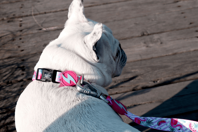 Flamingo collar