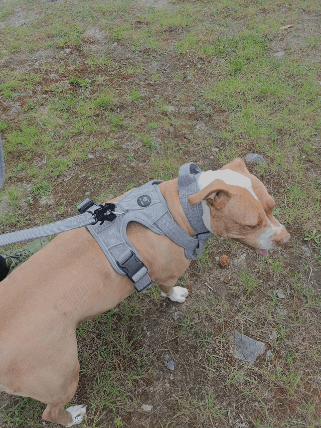 Tweed Harness - Grey
