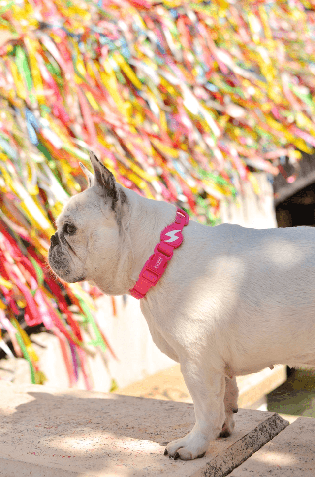 ColorFlex Pink collar