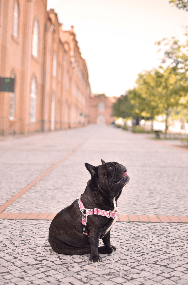 LCDP Jarana front harness