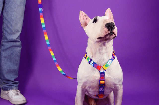 Betty You Back harness