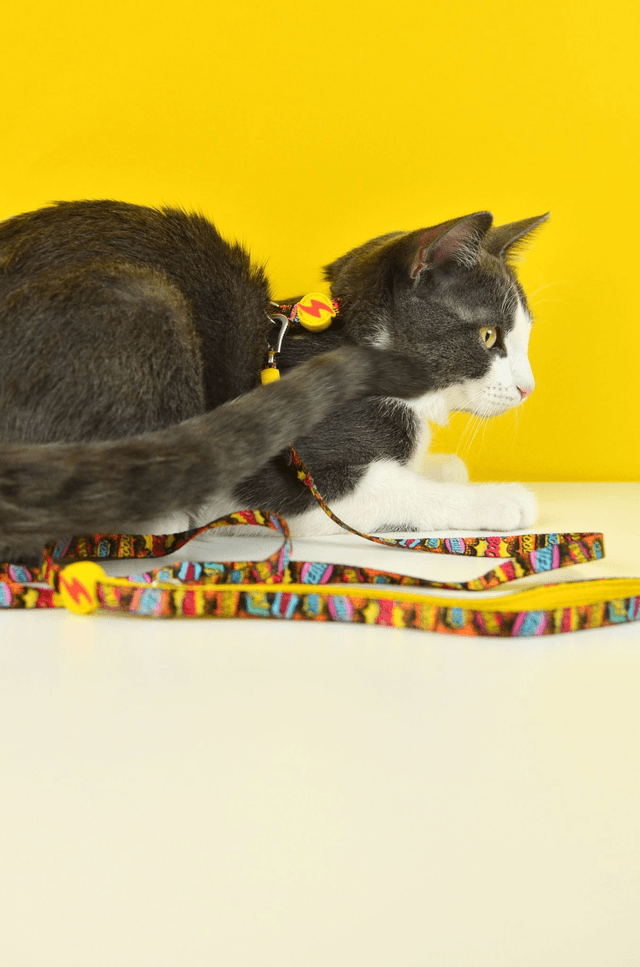 Boom Cat Harness + Leash
