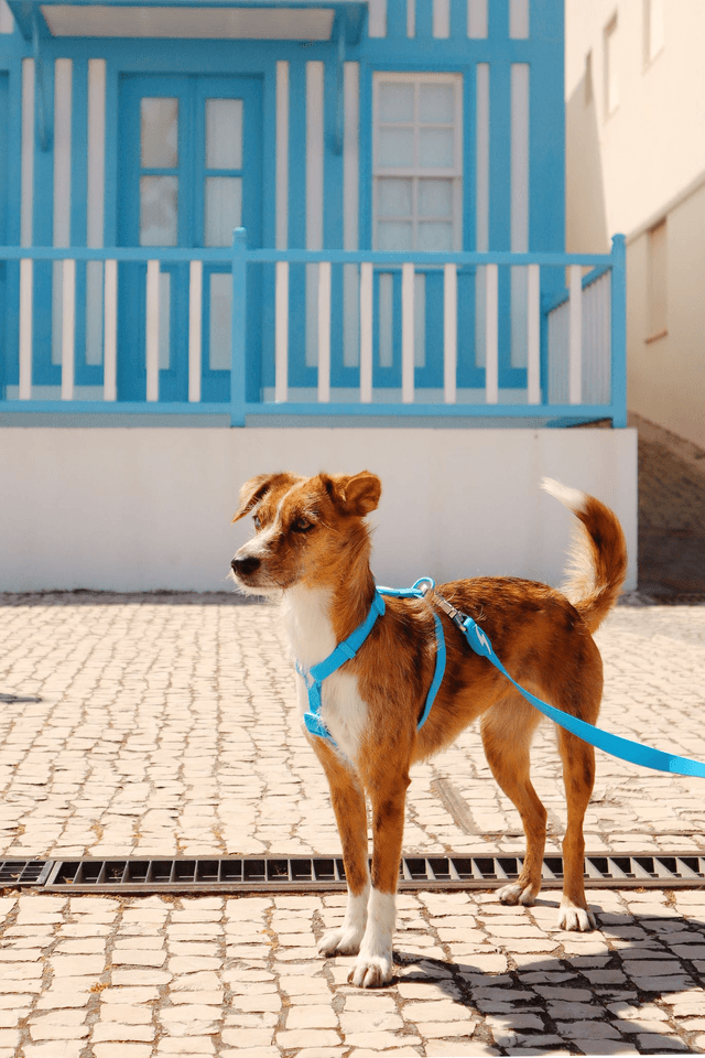 Colorflex Blue Leash