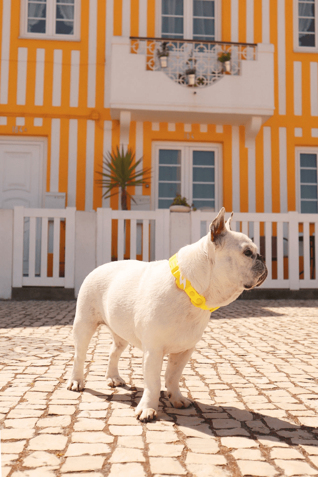 ColorFlex Yellow collar