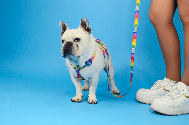 Betty you leash