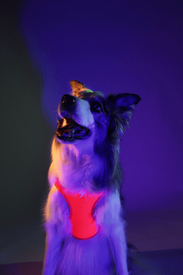 Neon Orange Oxy Mesh
