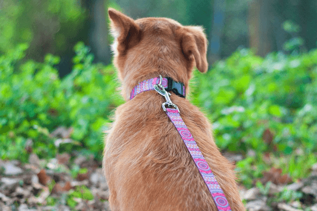 Joplin leash