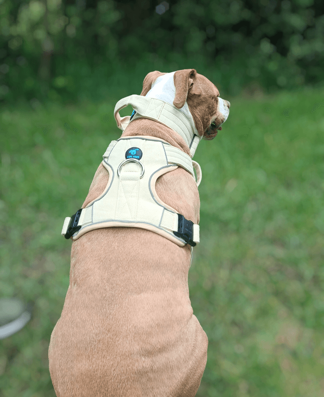 Tweed Harness - Yellow
