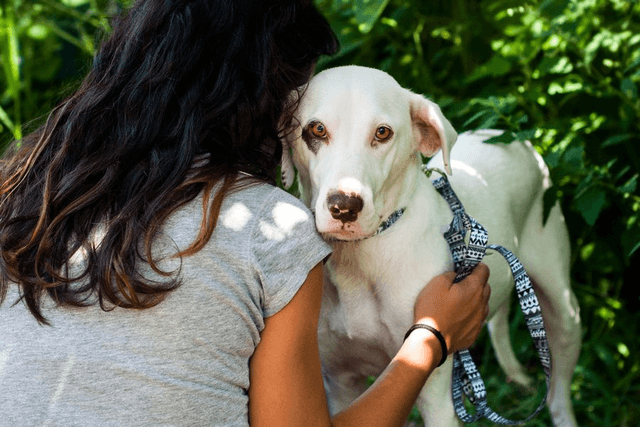Safari leash