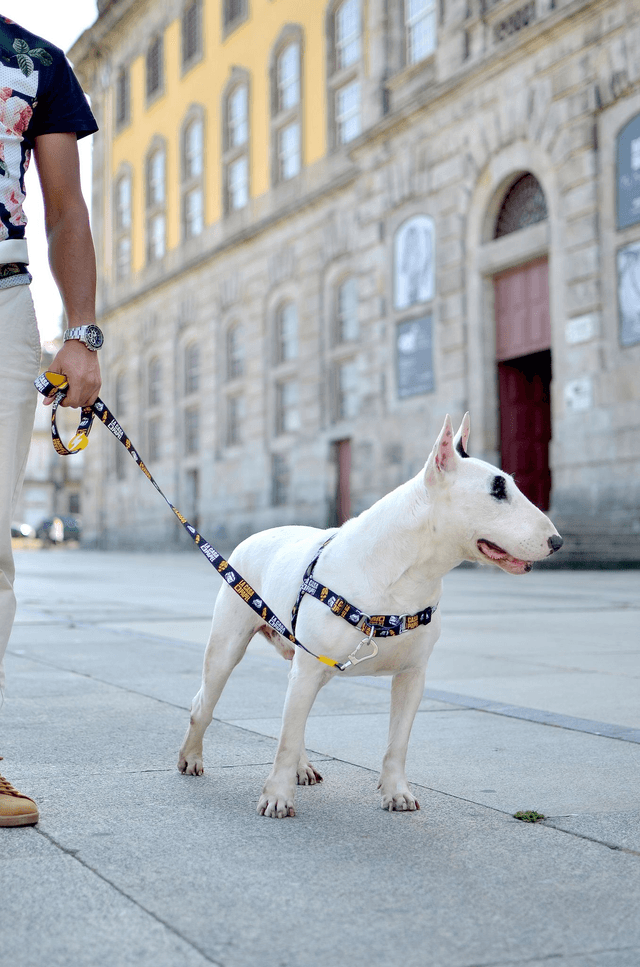 LCDP Golden front harness