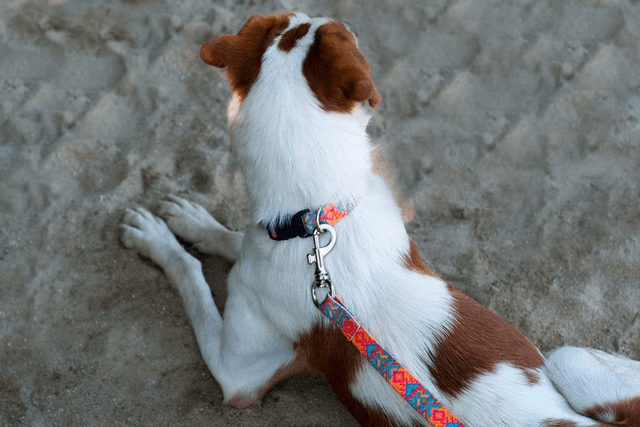 Itza leash