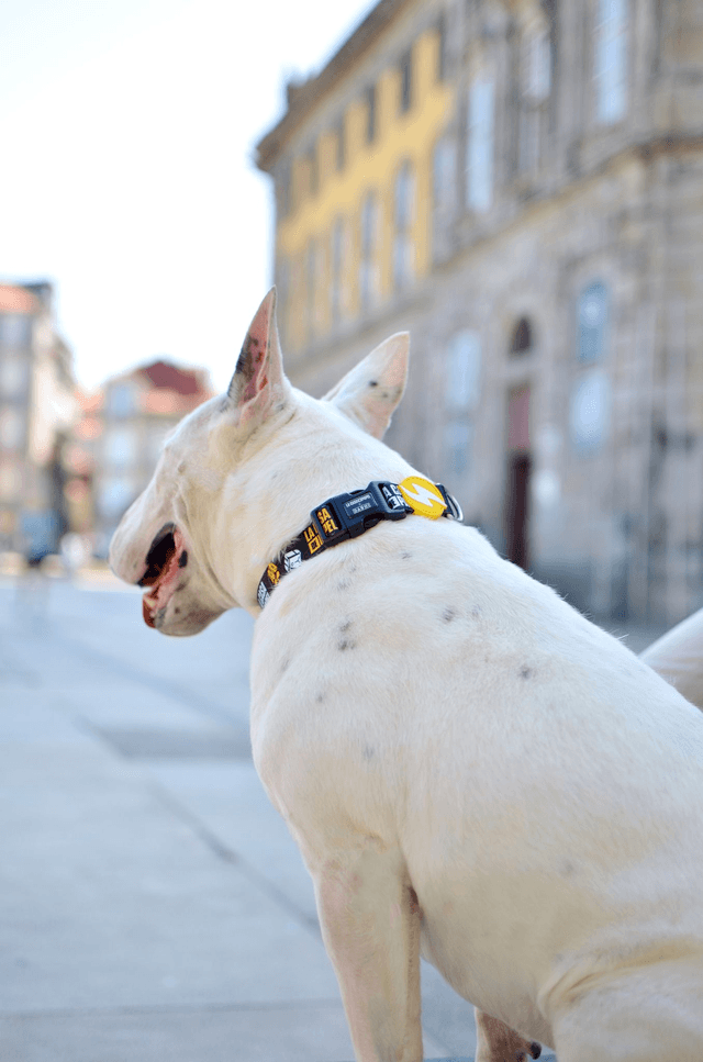 LCDP Golden collar