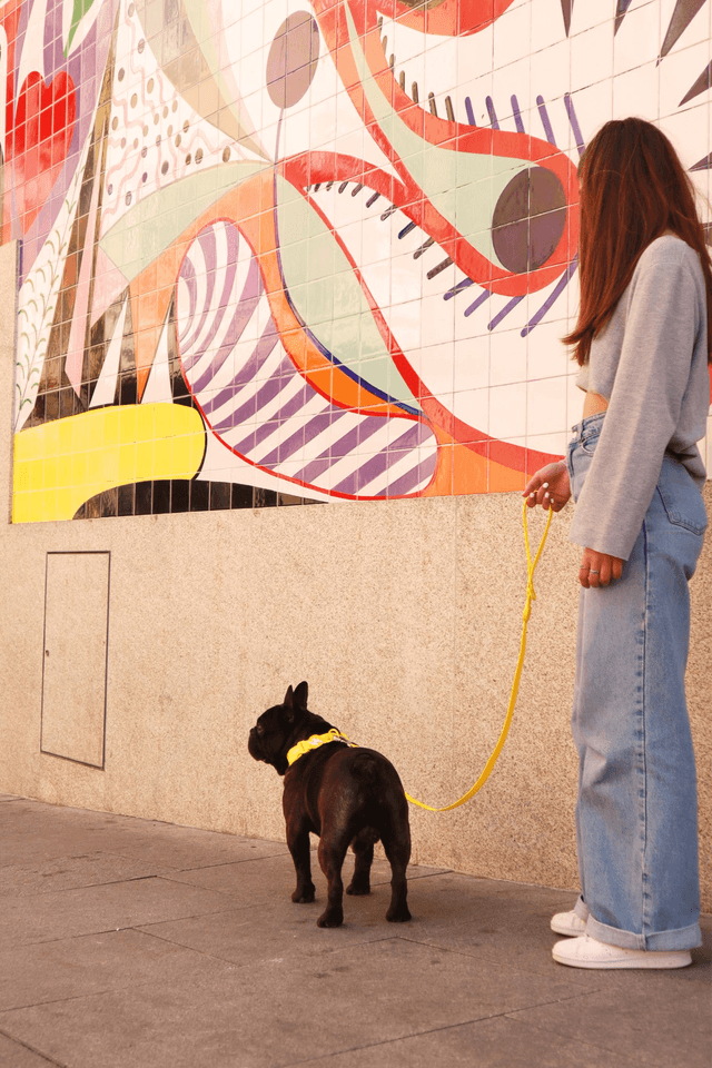 ColorFlex Yellow collar