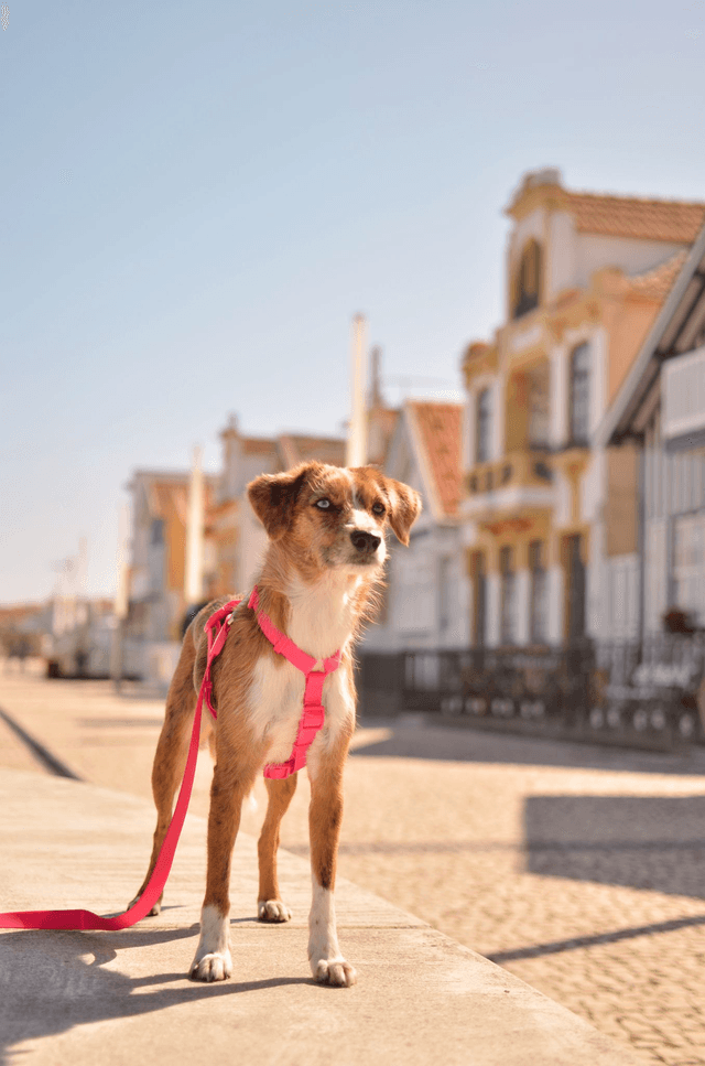 Colorflex Pink Leash