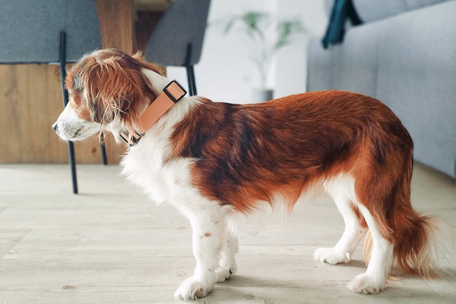 Sahara Collar