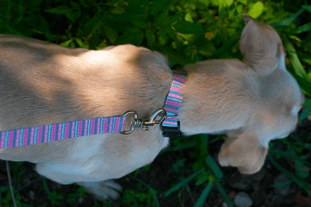 Niara collar