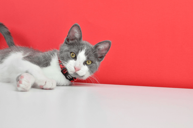 LCDP Bella Ciao collar cat
