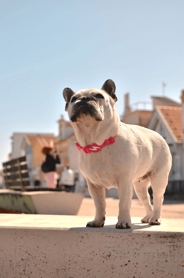 ColorFlex Pink collar