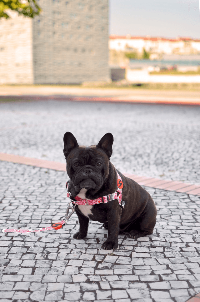 LCDP Jarana front harness