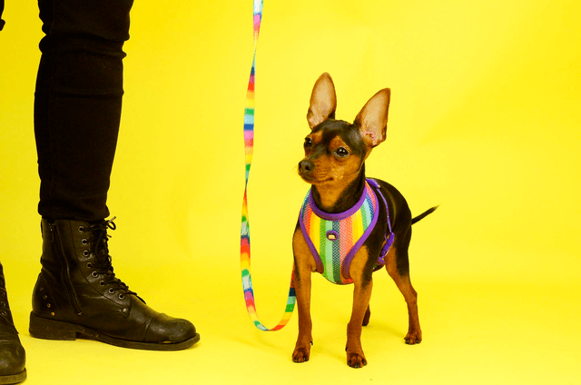Betty you leash