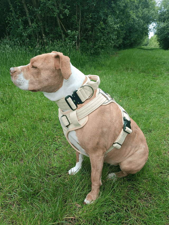 Tweed Collar - Yellow