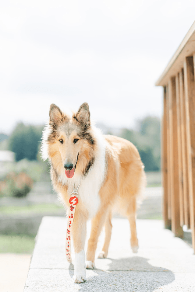 Tribes Leash