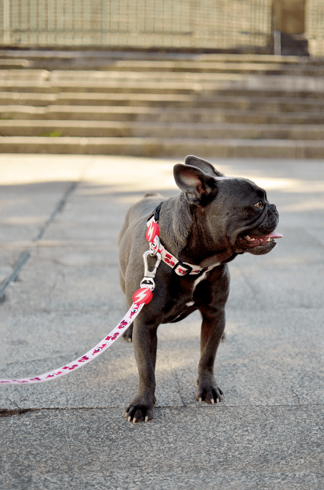 Tribes Leash