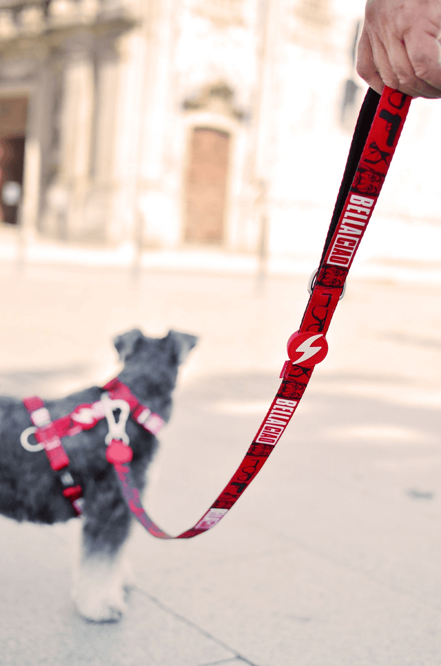 LCDP Bella Ciao back harness