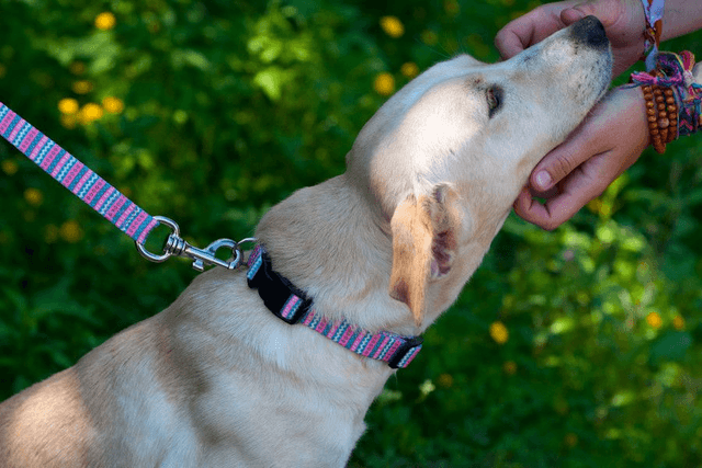 Niara collar