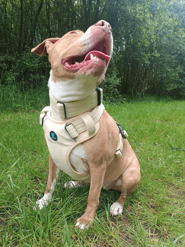 Tweed Harness - Yellow