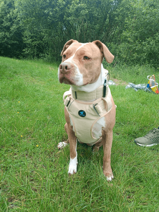 Tweed Harness - Yellow