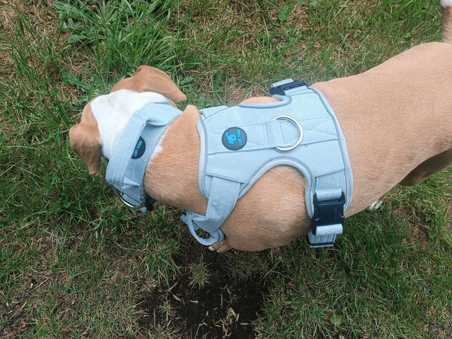 Tweed Harness - Blue