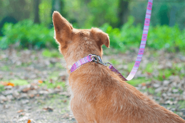 Joplin leash