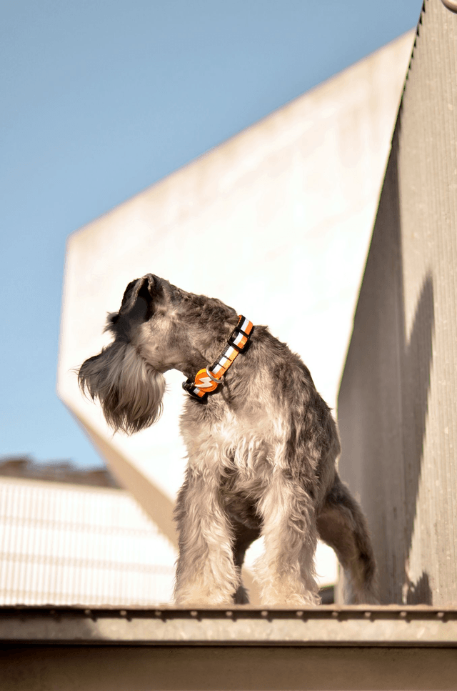 Stripes 3 Orange & Black collar