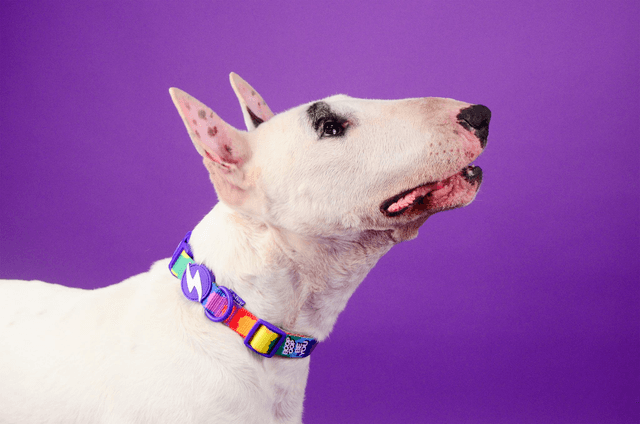 Betty you collar