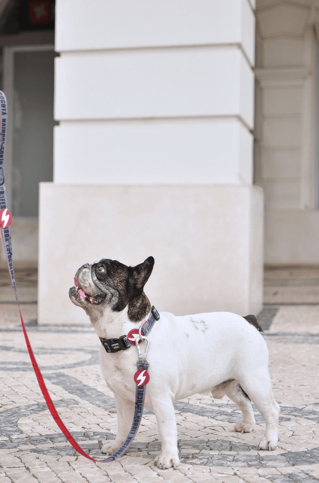 LCDP Melted leash
